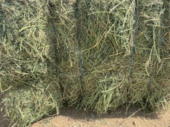 30mt Lucerne Hay 613kg 8x4x3 Bales (B-Grade Q31)