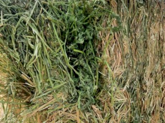 30mt Lucerne Hay 613kg 8x4x3 Bales (B-Grade Q31)