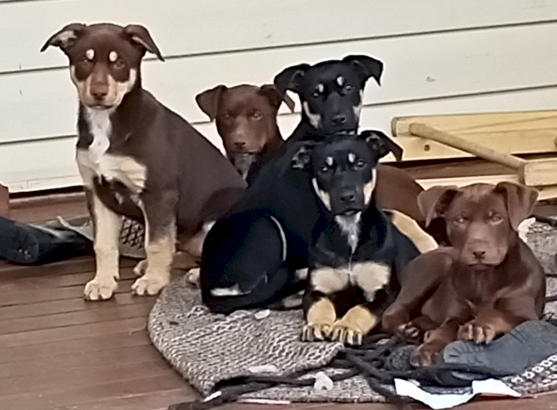 Kelpie puppies 