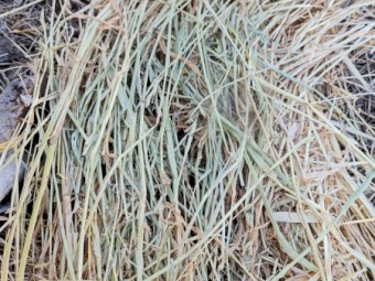 Ryegrass Hay