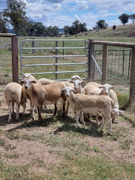 Sheep Aussie whites
