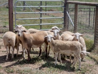 Sheep Aussie whites