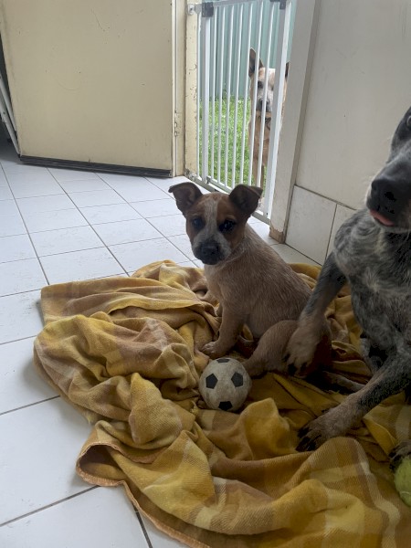 Red Heeler Smithfield Stumpy Tail 10 weeks old