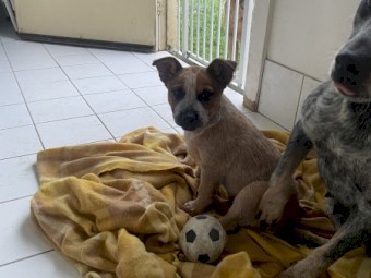 Red Heeler Smithfield Stumpy Tail 10 weeks old