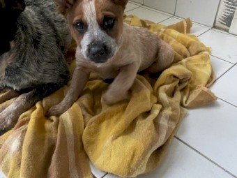 Red Heeler Smithfield Stumpy Tail 10 weeks old