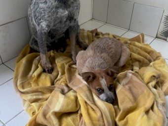 Red Heeler Smithfield Stumpy Tail 10 weeks old