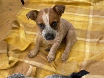 Red Heeler Smithfield Stumpy Tail 10 weeks old