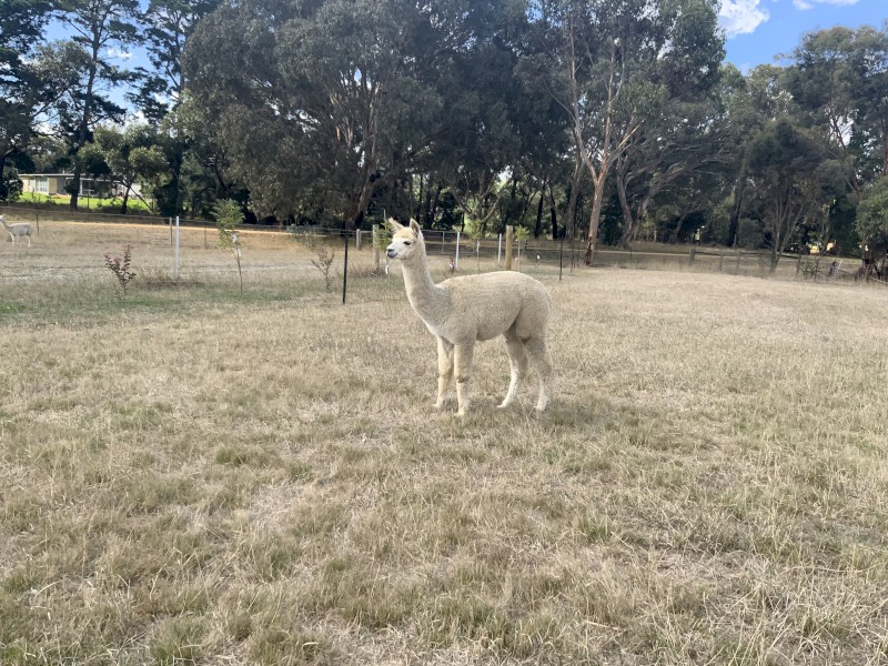 Female alpaca