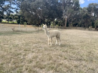 Female alpaca