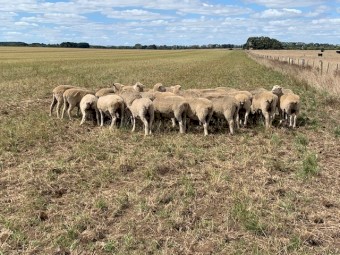 XBred Ewes 65 Joined 1.5yr Old
