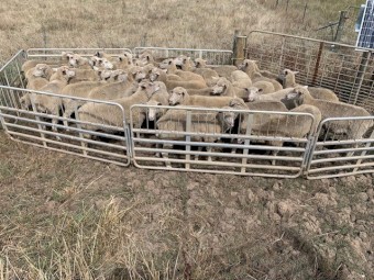 XBred Ewes 65 Joined 1.5yr Old