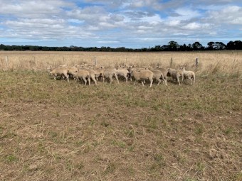 XBred Ewes 65 Joined 1.5yr Old