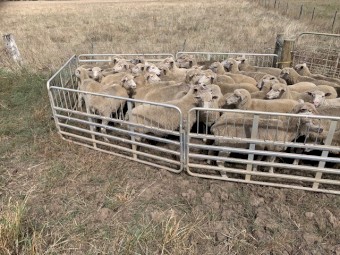 XBred Ewes 65 Joined 1.5yr Old