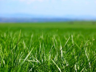 WANTED ANY SIZE arable, bush, cropping or agistment rural land (even land with easements) unsuitable for building