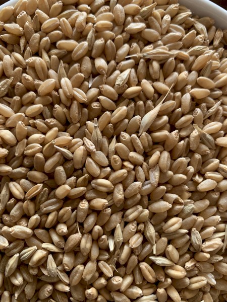 90mt Wheat/Moby Barley Mix