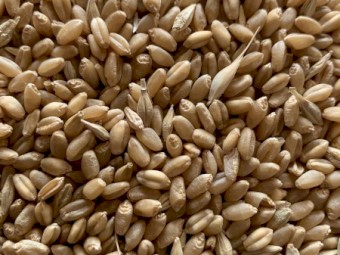 90mt Wheat/Moby Barley Mix