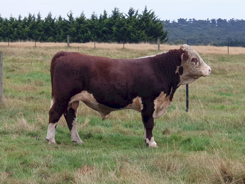 18 month Hereford Stud Bull
