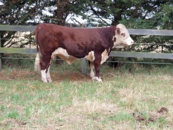 18 month Hereford Stud Bull