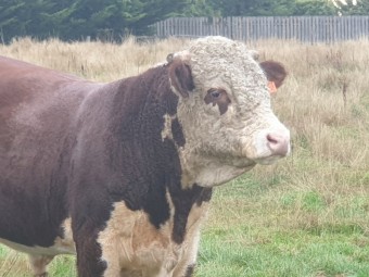 18 month Hereford Stud Bull