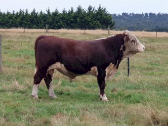 18 month Hereford Stud Bull