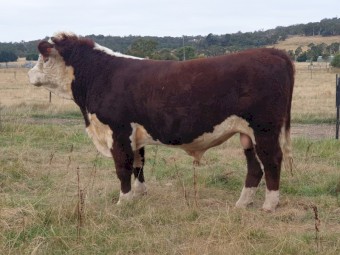 18 month Hereford Stud Bull