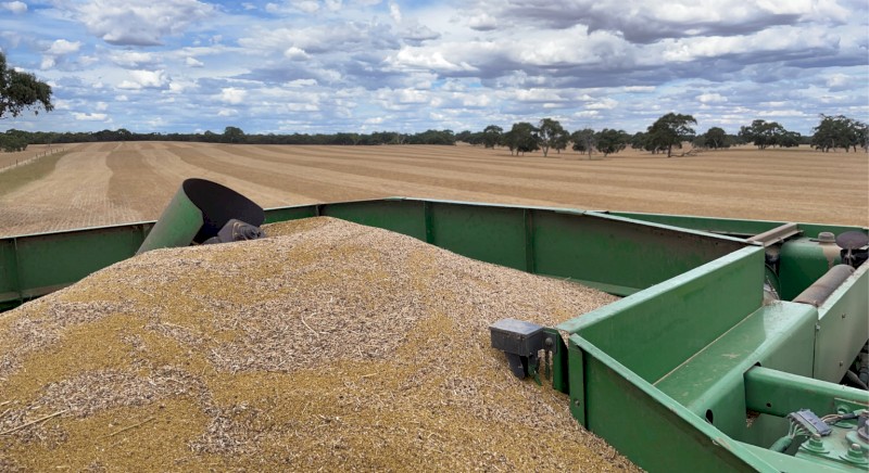 Lucerne Seed for sale