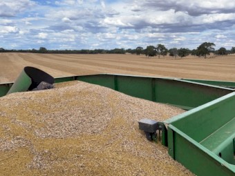 Lucerne Seed for sale