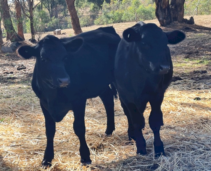 2 x 2021 Angus X Yearling Steers