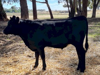 2 x 2021 Angus X Yearling Steers
