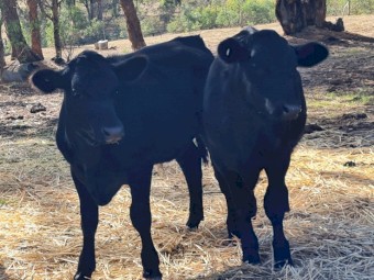 2 x 2021 Angus X Yearling Steers