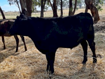 2 x 2021 Angus X Yearling Steers