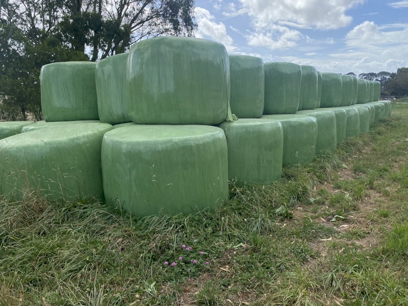 300 Organic Pasture silage Rolls