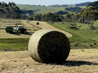 300 Organic Pasture silage Rolls