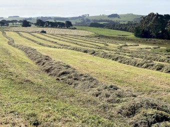 300 Organic Pasture silage Rolls
