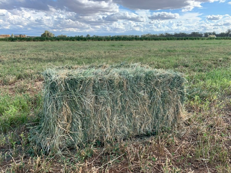 50/50 Lucerne & Teff Blend