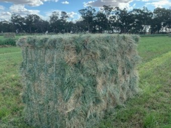 50/50 Lucerne & Teff Blend