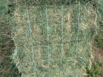 50/50 Lucerne & Teff Blend