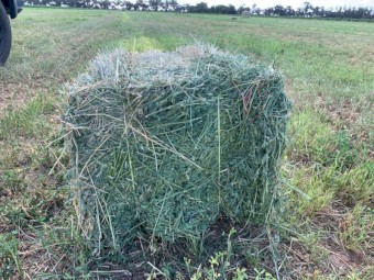 50/50 Lucerne & Teff Blend