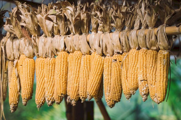 WANTED White or Yellow Dent/Field Corn