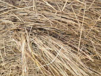 Ryegrass Straw