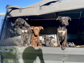 Pure Kelpie pups 