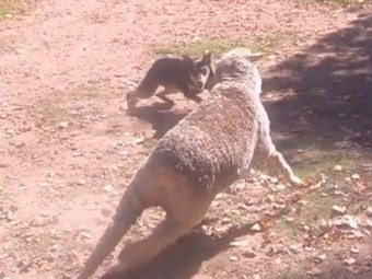 Waru Guri  - 10 Month Old Kelpie Pup - Male - SOLD !