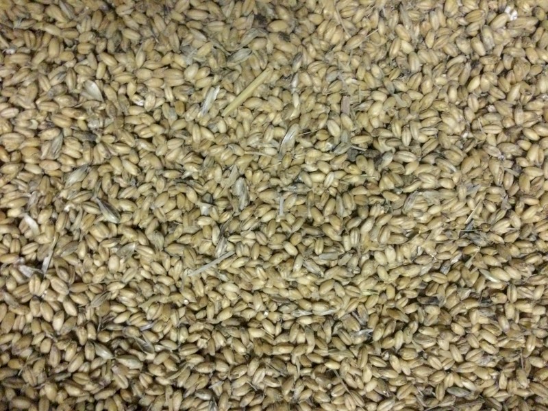 160mt Feed Wheat