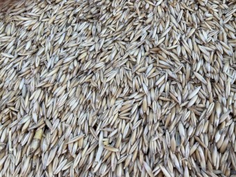 120mt Feed Oats