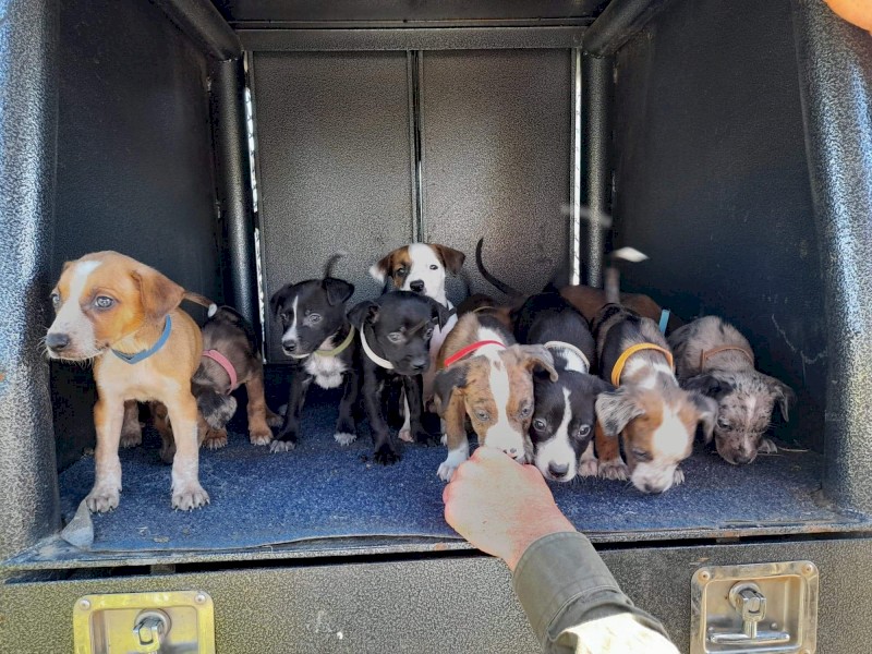 Koolie cross blue heeler pups