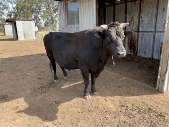 Angus/jersey bull