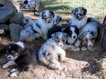 Healthy AUSTRALIAN SHEPHERD puppies