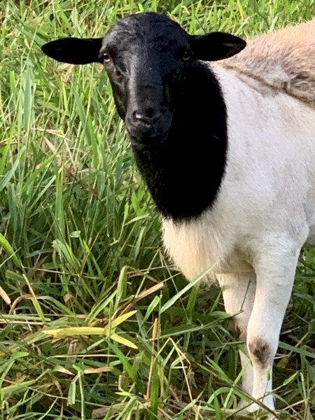 Breeding mob for sale