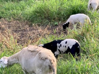 Breeding mob for sale