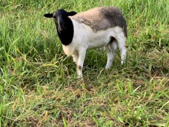 Breeding mob for sale